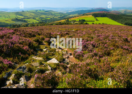 Purple heather on the Stiperstones with a view of the south Shropshire countryside, England, UK. Stock Photo