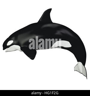 The Killer Whale also known as Orca is one of the largest predators of the oceans and is very intelligent. Stock Photo
