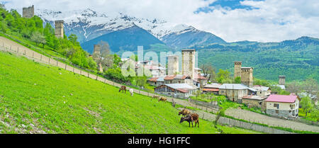 Panorama of Laghami district with cows, grazing on the green slope and old Svan towers on the background, Mestia, Upper Svaneti, Georgia. Stock Photo