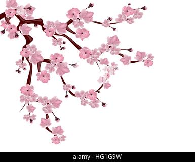 Cherry blossom tree branch with spreading pink flower. Cherry blossom ...