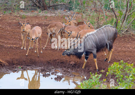 Impala herd and male Nyala Tragelaphus angasii drinking at water hole Natal S. Africa Stock Photo