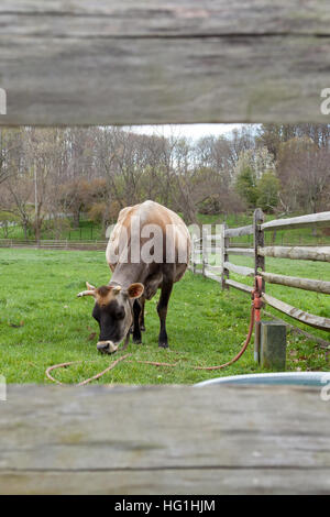A cow grazes on grass in a farm pasture. Stock Photo