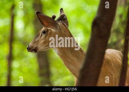 A young male white-tailed deer standed in the woods. His antlers are starting to grow. Stock Photo