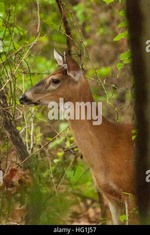 A White-tailed Deer Stands In A Lush Green Field Surrounded By A 