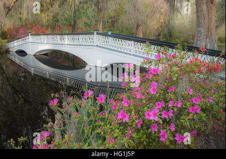 Blooming Azaleas, Spring, Bridge at Magnolia Plantation, South Carolina USA Stock Photo