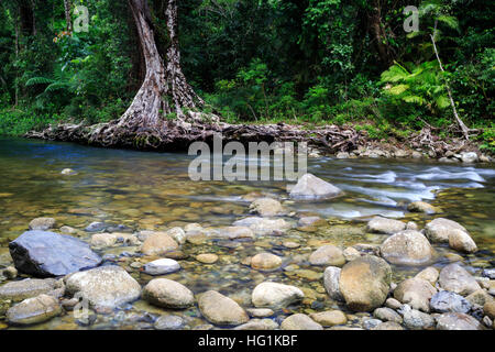 Tree roots exposed due to flooding at Babinda Creek. Far North Queensland, Australia Stock Photo