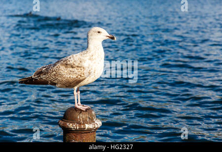 Gull perching on a post in Hyde Park, London Stock Photo