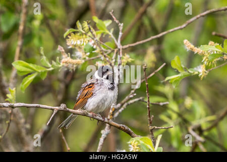 Reed bunting on a branch of a shrub in spring and looking Stock Photo