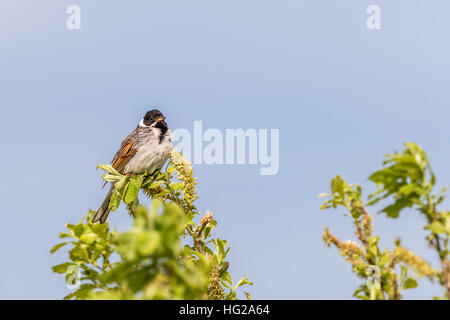 Reed Bunting sits in a tree top in spring Stock Photo