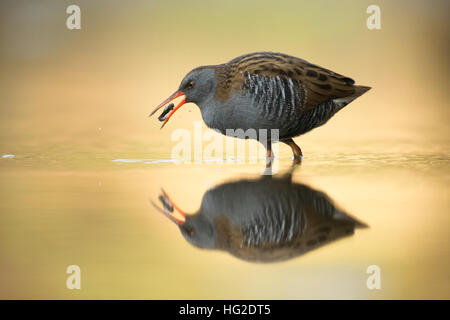 Water Rail (Rallus aquaticus) feeding in the early morning light Stock Photo