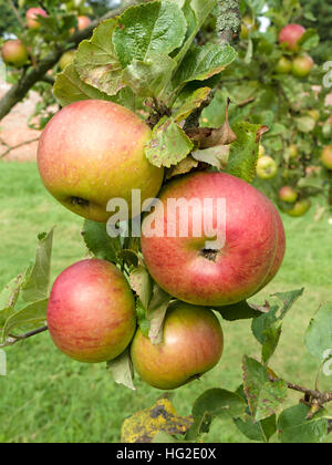 Malus domestica Newton Wonder cooking apples growing on apple tree in orchard, UK. Stock Photo