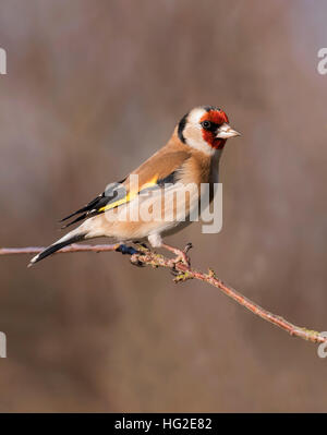 Goldfinch (Carduelis carduelis) perched on a thin branch in morning sunlight, Warwickshire Stock Photo