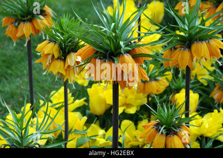 Fritillaria imperialis 'Striped Beauty' Stock Photo