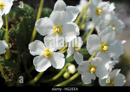 Flowers of Ramonda nathaliae 'Alba' Stock Photo
