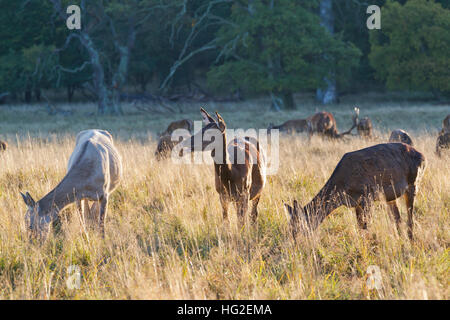 Hinds and stags of red deer grazing in Dyrehaven, The Deer Park, just north of Copenhagen, Denmark, Old oak trees in background. Stock Photo