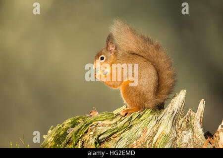 Red Squirrel (Sciurus vulgaris) sitting on a log eating nuts during winter Stock Photo