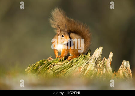 Red Squirrel (Sciurus vulgaris) sitting on a tree stump in winter Stock Photo