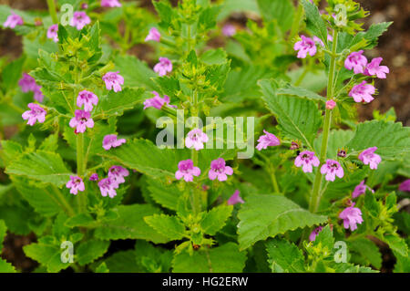 The pink flowers of Calamintha grandiflora Stock Photo