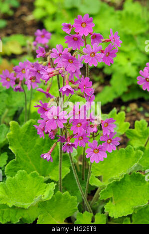 Flower stems of Primula polyneura Stock Photo