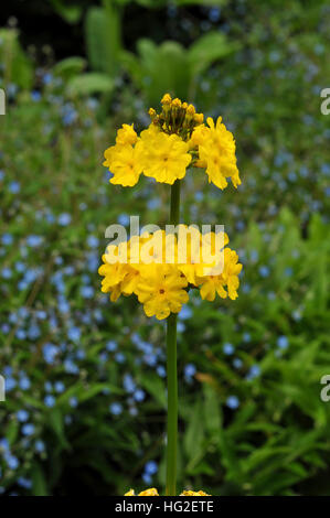 A single flower stem from Primula prolifera Stock Photo