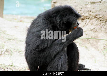 Siamang gibbon eating on a beach Stock Photo