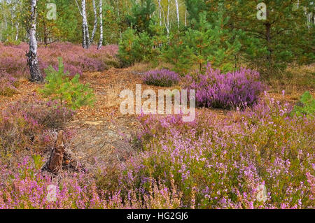 blühende Heidelandschaft im Spätsommer - Heath landscape with flowering Heather, Calluna vulgaris Stock Photo