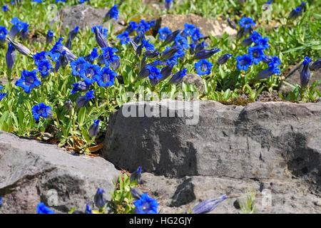 Kochscher Enzian oder Gentiana acaulis - stemless gentian or Gentiana acaulis flower in spring Stock Photo