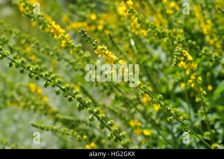 die Heilpflanze Odermenning oder Agrimonia Eupatoria - the herbal plant common agrimony or Agrimonia eupatoria Stock Photo