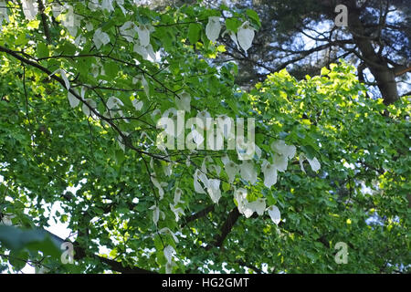 Taschentuchbaum oder Davidia involucrata -  dove-tree or Davidia involucrata in spring Stock Photo