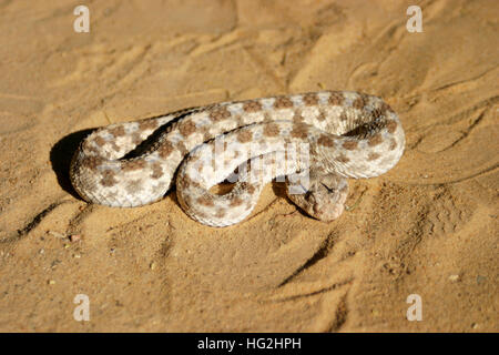 African saharan horned viper in the sand Stock Photo