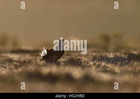 black grouse calling in a bog landscape at sunrise Stock Photo