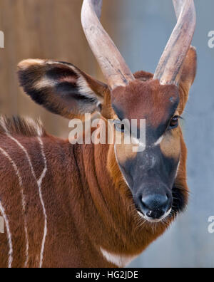 Western Lowland Bongo (tragelaphus eurycerus) Stock Photo