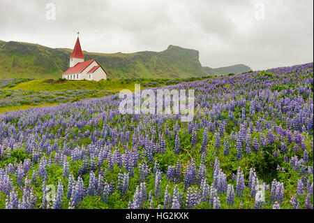 Vikurkirkja church in the Vik i Myrdal village in Iceland, Summer, surrounded by Nootka lupine (Lupinus nootkatensis) plants. Stock Photo