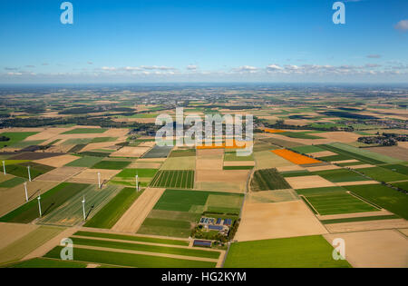 Aerial view, pumpkin fields in Loewenich in Erkelenz, Agriculture, Pumpkin Patch on the Lower Rhine, Linnich, Rhineland, Stock Photo