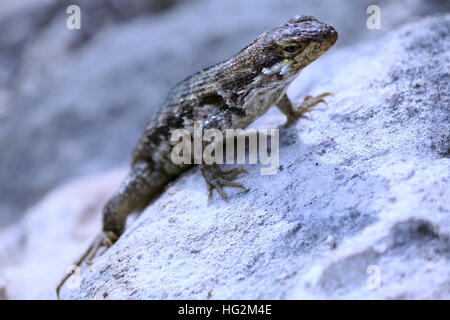 Iguana on Leaf Cay in the Bahamas. Stock Photo