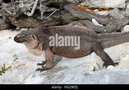 Iguana on Leaf Cay in the Bahamas. Stock Photo