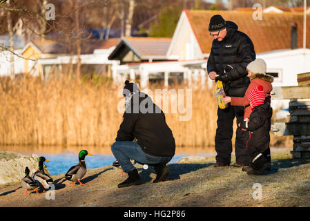 Ronneby, Sweden - January 2, 2017: Documentary of everyday life. Family feeding mallards close to the sea visible in background. Stock Photo
