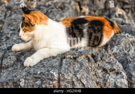 Greek street cat sleeping on the rocks in the sunshine Stock Photo