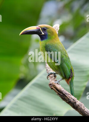 Emerald Toucanet (Aulacorhynchus prasinus) Stock Photo