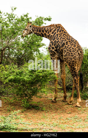 Giraffe grazing in the bush Stock Photo
