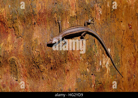Gecko on a tree in Australia Stock Photo