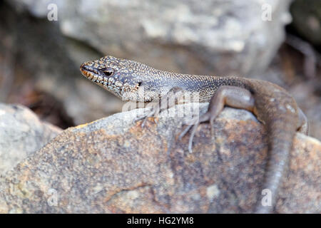 Small lizard on a rock in Australia Stock Photo