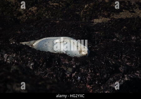 Harbor seals enjoying the rocky coast of Fort Bragg, California by Glass Beach. Stock Photo