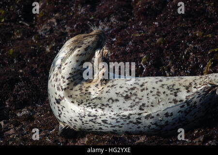 Harbor seals enjoying the rocky coast of Fort Bragg, California by Glass Beach. Stock Photo