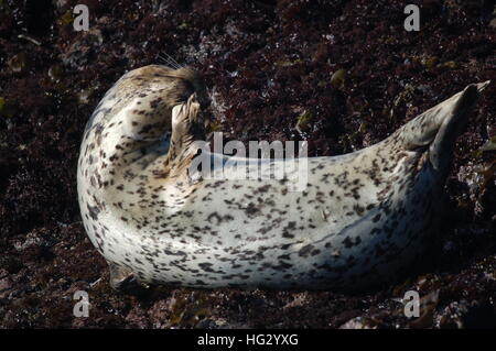 Harbor seals enjoying the rocky coast of Fort Bragg, California by Glass Beach. Stock Photo