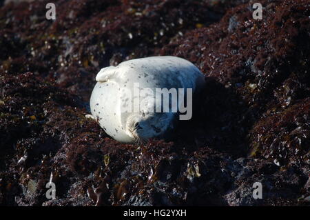 Harbor seals enjoying the rocky coast of Fort Bragg, California by Glass Beach. Stock Photo