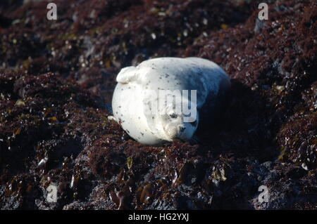 Harbor seals enjoying the rocky coast of Fort Bragg, California by Glass Beach. Stock Photo