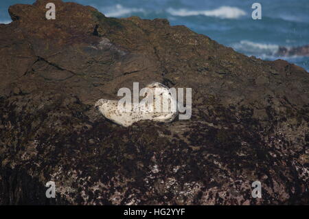 Harbor seals enjoying the rocky coast of Fort Bragg, California by Glass Beach. Stock Photo