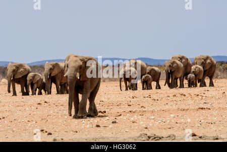 Elephant herd walking to the waterhole Stock Photo