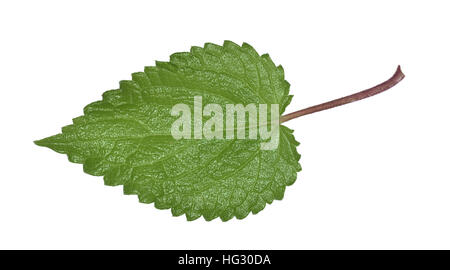 Hedge Woundwort - Stachys sylvatica Stock Photo